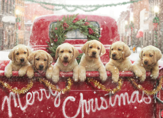Puppies in a Pickup Christmas Card