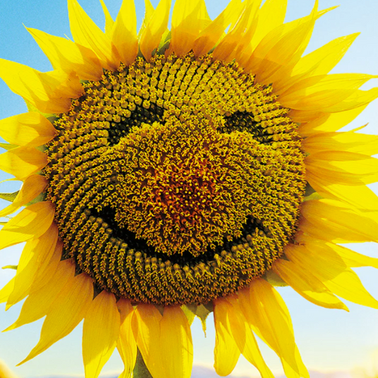 Sunflower Face Card