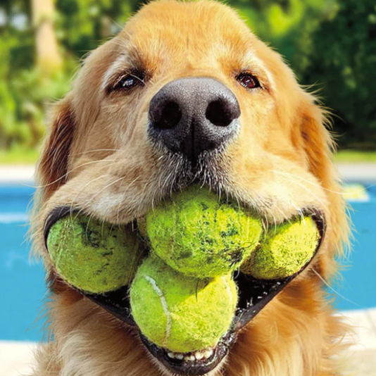 Dog with Tennis Balls Birthday Card
