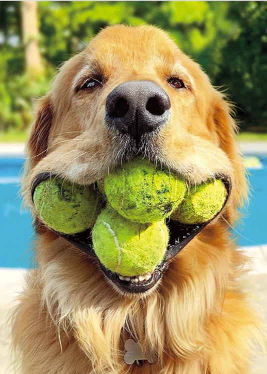Load image into Gallery viewer, Dog with Tennis Balls Birthday Card
