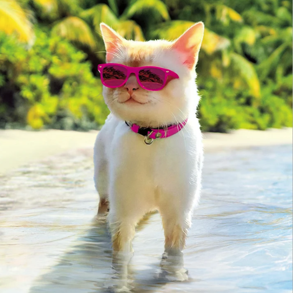 Load image into Gallery viewer, Cat on a Beach Birthday Card
