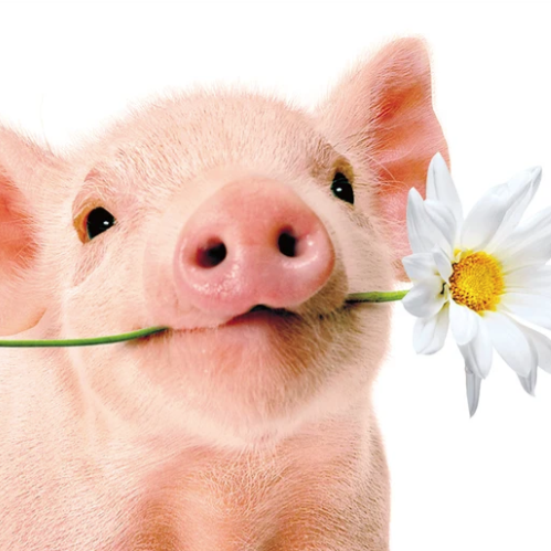 Cute Pig with a Flower | Card, Blank Inside