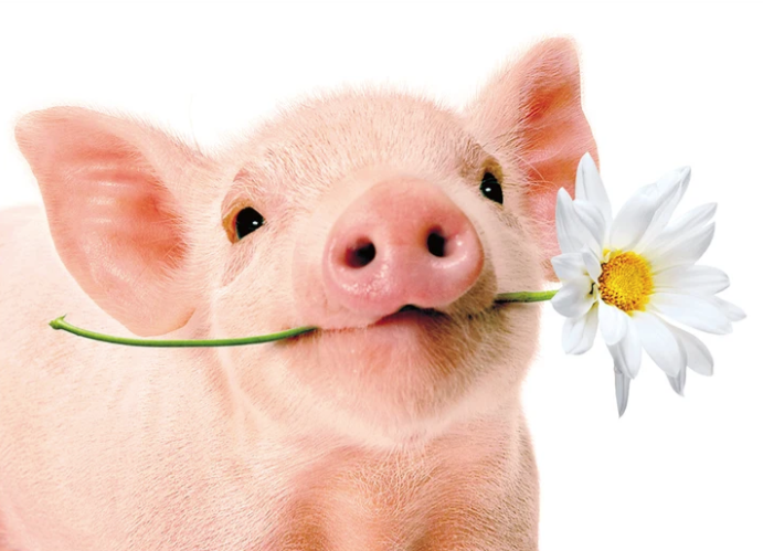 Load image into Gallery viewer, Cute Pig with a Flower | Card, Blank Inside
