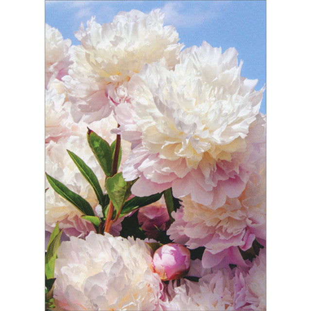 Peonies Sympathy Card